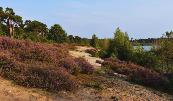 Nationaalpark De Maasduinen