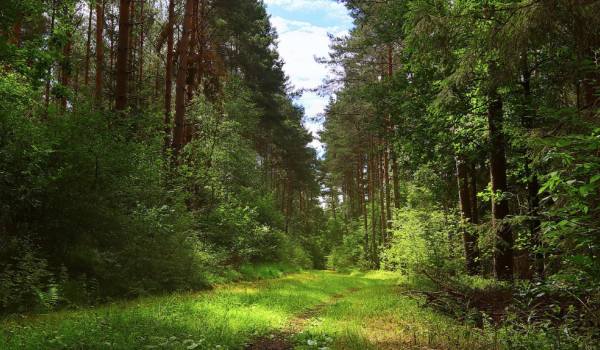 Schadijkse bossen